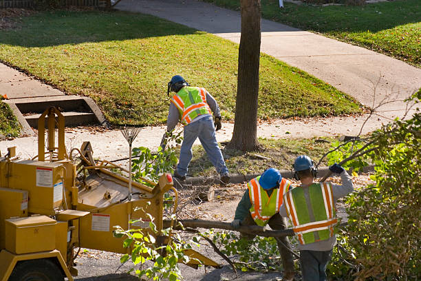 Trusted Neptune Beach, FL Tree Removal and Landscaping Services Experts